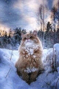 a cat is sitting in the snow outside