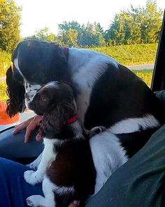 a black and white dog sitting in the back seat of a car next to a person