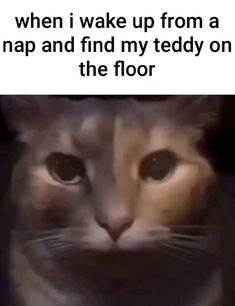 a cat is looking at the camera with caption that reads, when i wake up from a nap and find my teddy on the floor