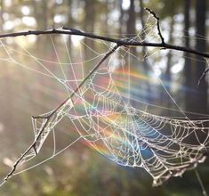 dew covered spider webs hanging from a tree branch in the sunbeamt, with sunlight shining through the trees behind them