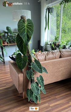 a houseplant in a living room next to a couch