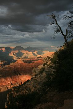 dark clouds hover over the grand canyon at sunset, with a lone tree in the foreground