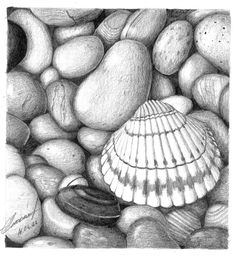 a pencil drawing of some rocks and a shell