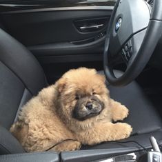 a small brown dog sitting in the driver's seat of a car