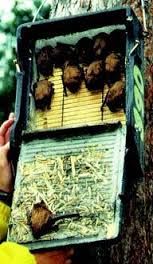 a person holding a box full of birds in front of a tree with hay on it