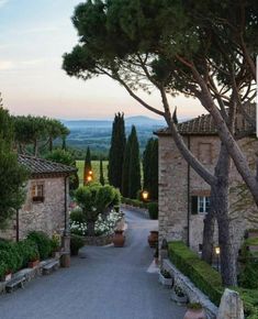 the driveway is lined with potted plants and trees