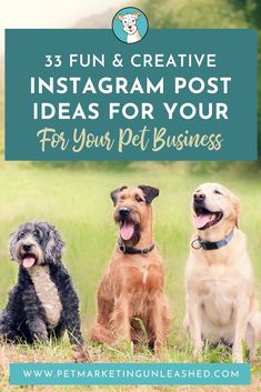 three dogs sitting in the grass with text overlay that reads, 3 fun and creative instagram post ideas for your pet business