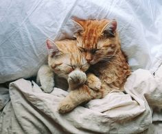 an orange and white cat laying on top of a bed next to a stuffed animal