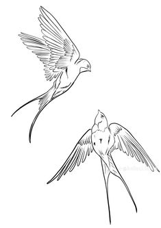 two birds flying side by side in the air with their wings spread out and facing each other