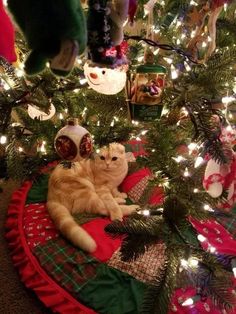 an orange cat laying on top of a christmas tree