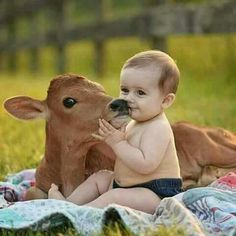 a baby sitting on a blanket next to a brown cow with its mouth in it's mouth