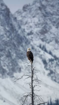 an eagle sitting on top of a tree branch in front of a snowy mountain range