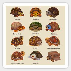 the different types of turtles and their names are shown in this cartoon character's avatar