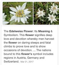 two pictures of flowers with the caption that reads, the edelweis flower its meaning & symbolism