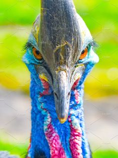 the head of an ostrich with bright colored feathers and large, long beak