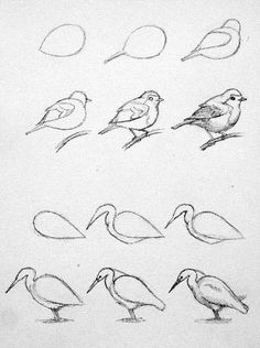 some birds sitting on top of each other in different stages of life cycle, with the letters e and o written below them