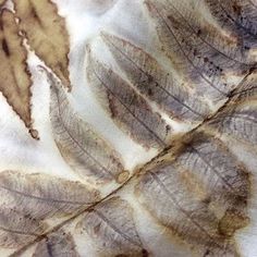 some brown and white leaves on a white surface