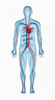 the human body with blood vessels and heart