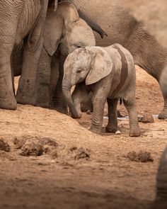 an adult elephant standing next to a baby elephant in the dirt and mud with other elephants behind it