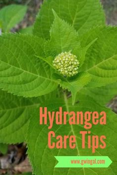 a green leaf with the words hydrangea care tips on it and an image of a