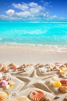 seashells and starfish on the beach with blue water