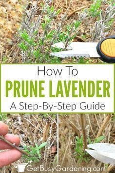 a hand holding a pair of scissors in front of some plants with the words how to prune lavender