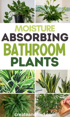 Collage of indoor air-purifying bathroom plants that absorb moisture and humidity. Inside House Plants, Air Purifying House Plants