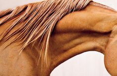 a brown horse with long blonde hair standing in front of a white wall