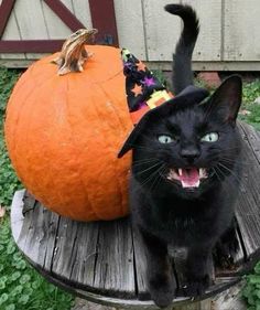 a black cat sitting on top of a wooden bench next to a pumpkin