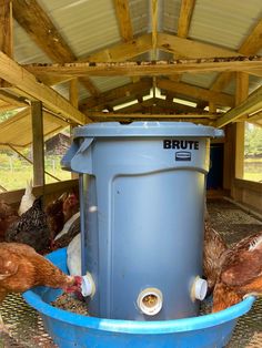 several chickens in a blue bucket eating out of it's feeding station on the farm