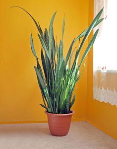 a potted plant in front of a yellow wall