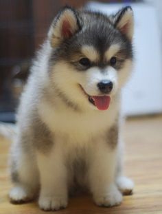 a small puppy sitting on top of a hard wood floor