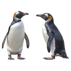 two penguins standing next to each other on a white background with one penguin looking at the other