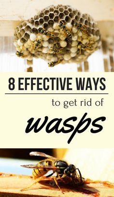 a bee sitting on top of a piece of wood with the words 8 effective ways to get rid of waspss