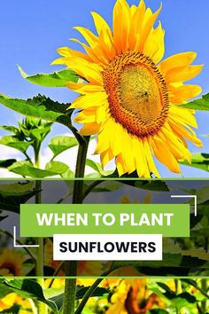 Sunflowers Growing Tips: When To Plant Sunflowers When To Plant Sunflowers Outside, Growing Sunflowers Indoors, Sunflower Room Garden, Sunflower Planter Ideas, Where To Plant Sunflowers, Backyard Sunflowers, Sunflowers Planting Ideas, Sunflower Farming, How To Plant Sunflowers