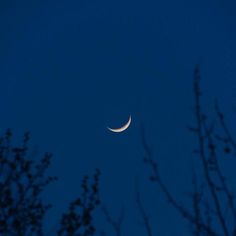 the moon is seen through some trees at night