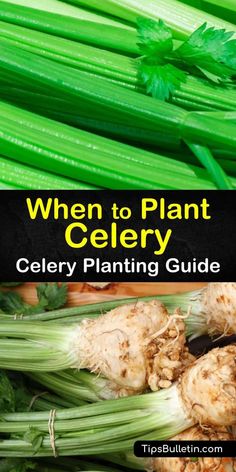 celery plant with text overlay that reads when to plant celery