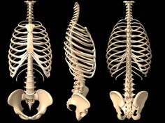 the skeleton is shown in three different positions, including the ribs and back end of the rib