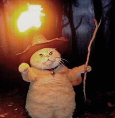 a cat in a witches hat holding a stick