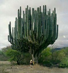 a large cactus tree sitting in the middle of a field