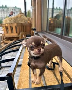 a small dog standing on top of a wooden bench