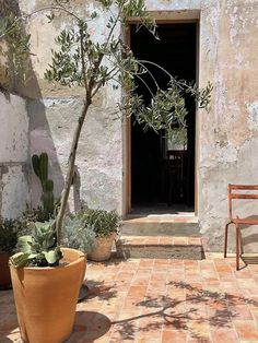 an outdoor area with two chairs and a potted plant in front of the door