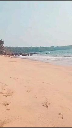 a dog is walking on the beach near the water and palm trees in the distance