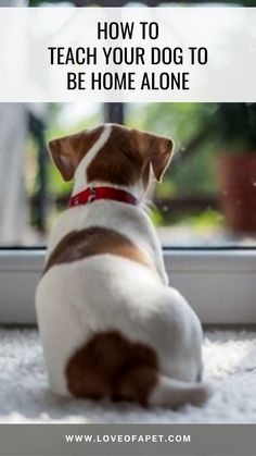 How two teach your dog to be home alone - training puppies - stop barking dog - anti bark collar - dog bark control - dog bark collar - bark control - no bark collar - how to train a dog not to bark - how to get my dog to stop barking - anti barking device - how to get your puppy to stop biting Medicine Safe For Dogs, Dog Meds, Pet Medicine, Danny Dog, Pet Remedies, Meds For Dogs, Crate Training Puppy, House Training Puppies, Puppy House