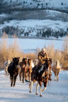 a man riding on the back of a brown horse while herding horses down a snow covered road