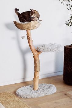 a cat sitting on top of a tree in the middle of a room with a rug