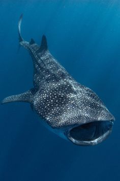 a whale swimming in the ocean with its mouth open