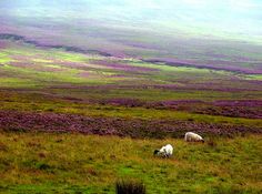 two sheep graze in a field with purple flowers on the hill behind them,