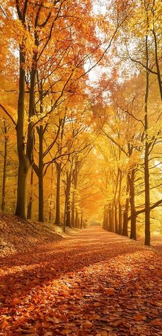 an autumn scene with leaves on the ground and trees lining the path in the background