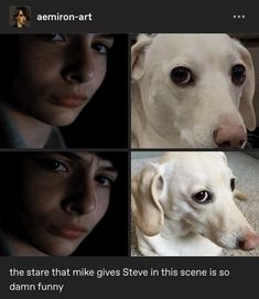 four different pictures of a white dog with blue eyes and the caption says, the stare that gives steve in this scene is so damn funny